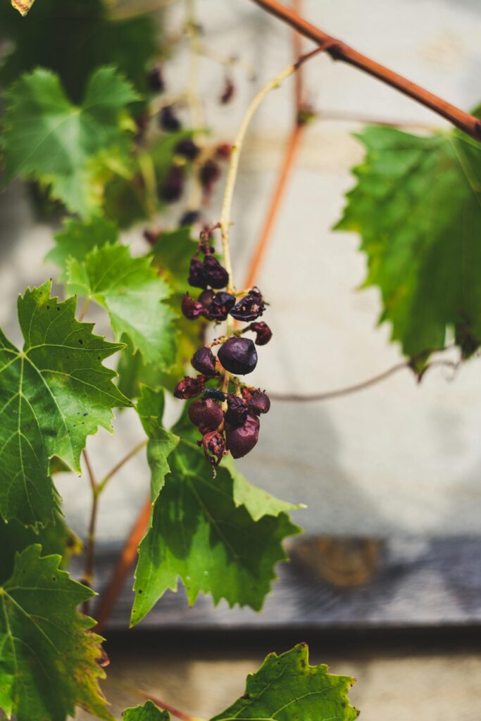 Customs clearance dubai 1 Customs Broker Dubai