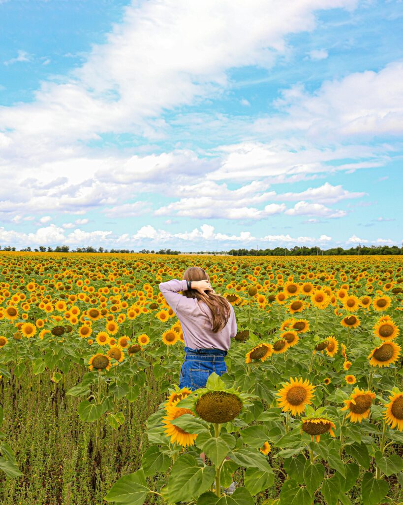 Cooking Oil Sunflower Oil Customs Clearance Agent Dubai